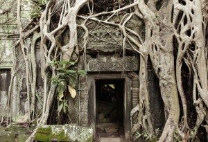 Roots cover the ruin walls of Ta Prohm Temple, Angkor Historical Park, UNESCO World Heritage, Cambodia.