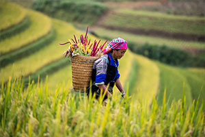 אשה משבט המונג השחור לרקע טראסות האורז בסאפה וייטנאם